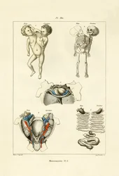 Freak, 1833-39